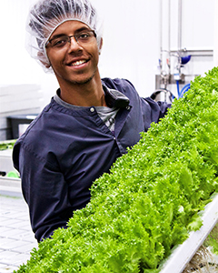 Farmer Harvesting Leafy Greens