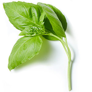 Basil_Leaf