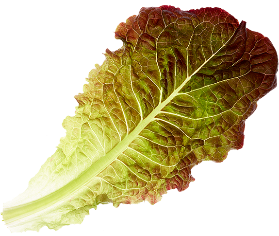 80 Acres Farm Red Leaf Lettuce